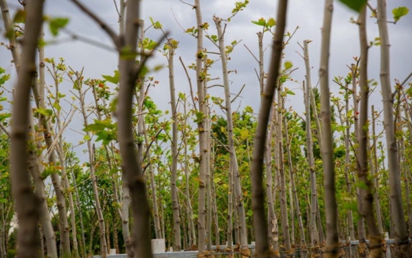 Településfásítási Program 2023