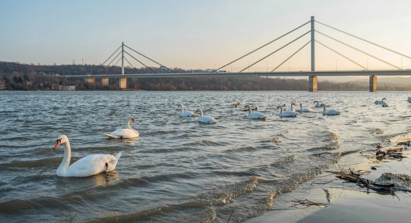 Európa kulturális fővárosa: Újvidék