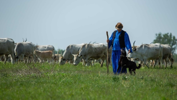 Magyar szürke szarvasmarhával a biodiverzitásért a Bükki Nemzeti Parkban