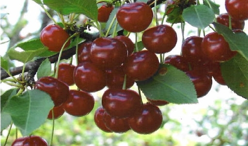 Az „Újfehértói meggy” felkerült az uniós oltalom alatt álló földrajzi jelzések listájára